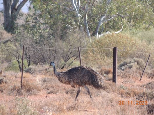 Emu Campground